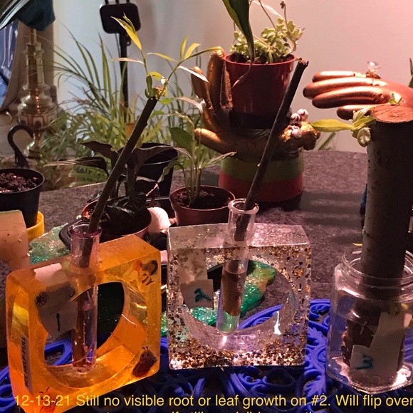 Plant & Cuttings Propagation Station - Watch plants growing their root systems! - Picture 3 of 7